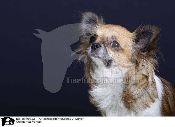 Chihuahua Portrait / Chihuahua Portrait / JM-09822