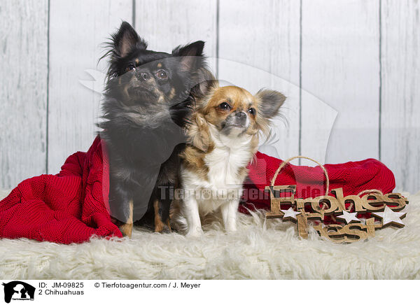 2 Chihuahuas / 2 Chihuahuas / JM-09825