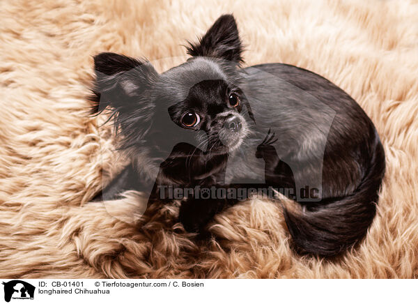 longhaired Chihuahua / CB-01401