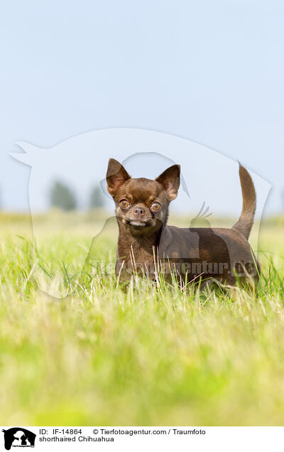 Kurzhaarchihuahua / shorthaired Chihuahua / IF-14864