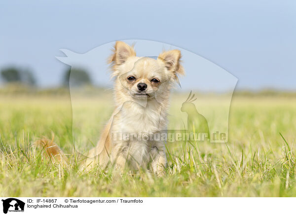 longhaired Chihuahua / IF-14867