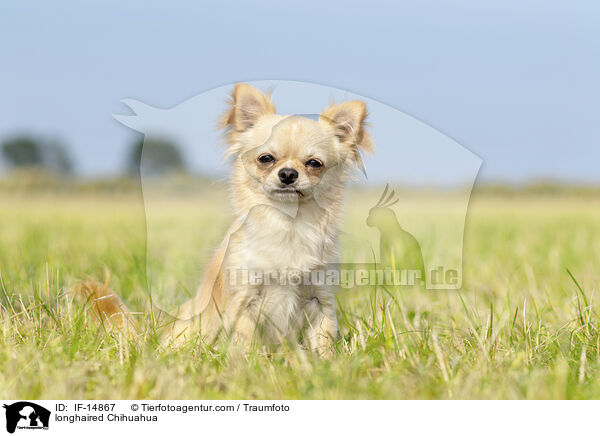 Langhaarchihuahua / longhaired Chihuahua / IF-14867