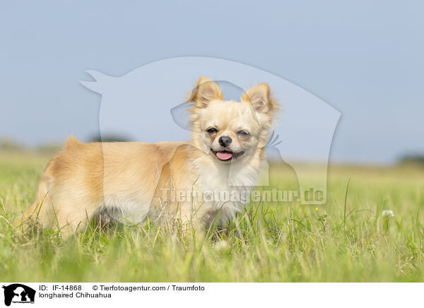 Langhaarchihuahua / longhaired Chihuahua / IF-14868