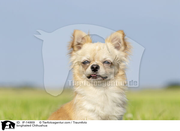 longhaired Chihuahua / IF-14869