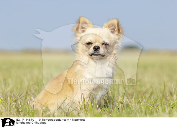 Langhaarchihuahua / longhaired Chihuahua / IF-14870
