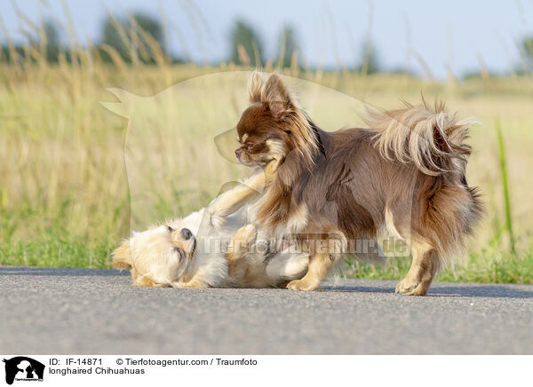 Langhaarchihuahuas / longhaired Chihuahuas / IF-14871