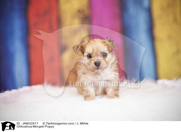 Chihuahua-Mischling Welpe / Chihuahua-Mongrel Puppy / JAM-02411