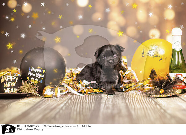 Chihuahua Welpe / Chihuahua Puppy / JAM-02522