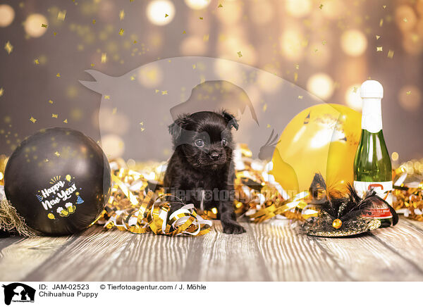 Chihuahua Welpe / Chihuahua Puppy / JAM-02523