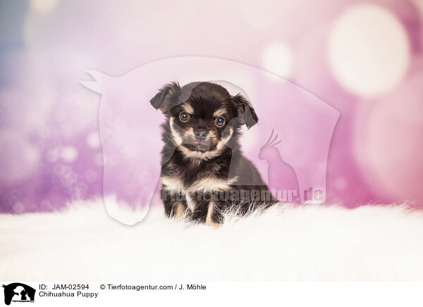 Chihuahua Welpe / Chihuahua Puppy / JAM-02594