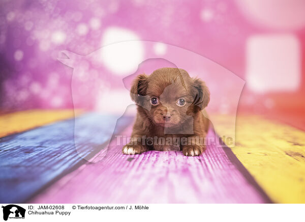 Chihuahua Welpe / Chihuahua Puppy / JAM-02608
