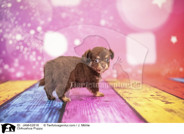 Chihuahua Welpe / Chihuahua Puppy / JAM-02616