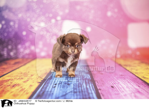 Chihuahua Welpe / Chihuahua Puppy / JAM-02617