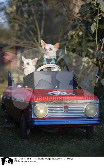 Chihuahuas im Auto / Chihuahuas in car / JM-11183
