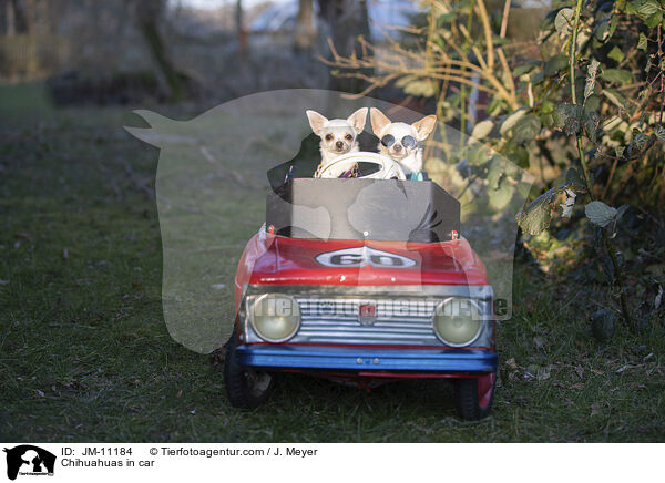 Chihuahuas im Auto / Chihuahuas in car / JM-11184