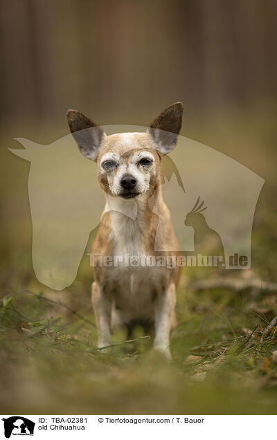 alter Chihuahua / old Chihuahua / TBA-02381