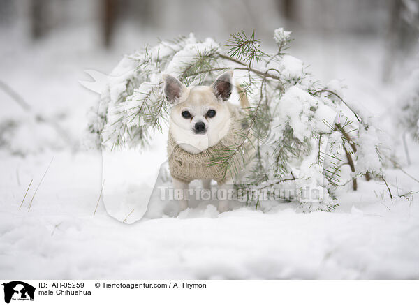 Chihuahua Rde / male Chihuahua / AH-05259