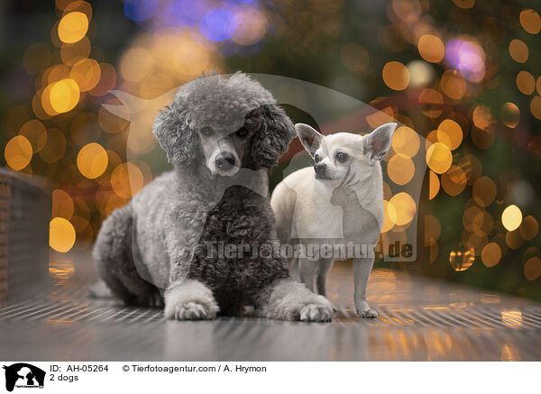 2 Hunde / 2 dogs / AH-05264