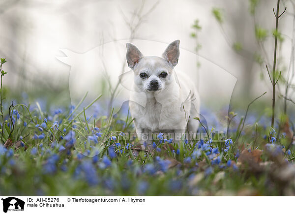 Chihuahua Rde / male Chihuahua / AH-05276