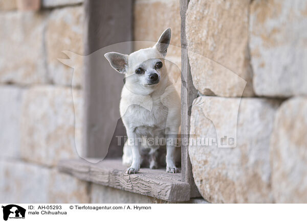 male Chihuahua / AH-05293