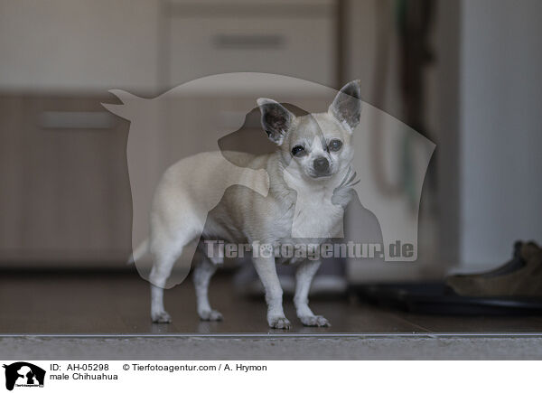 Chihuahua Rde / male Chihuahua / AH-05298