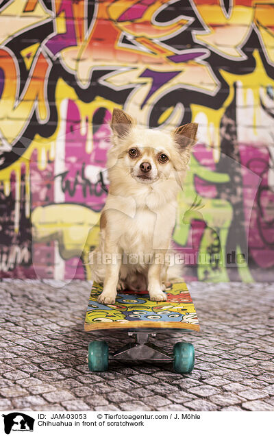 Chihuahua in front of scratchwork / JAM-03053