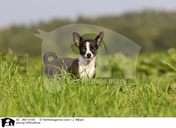 junger Chihuahua / young Chihuahua / JM-13100