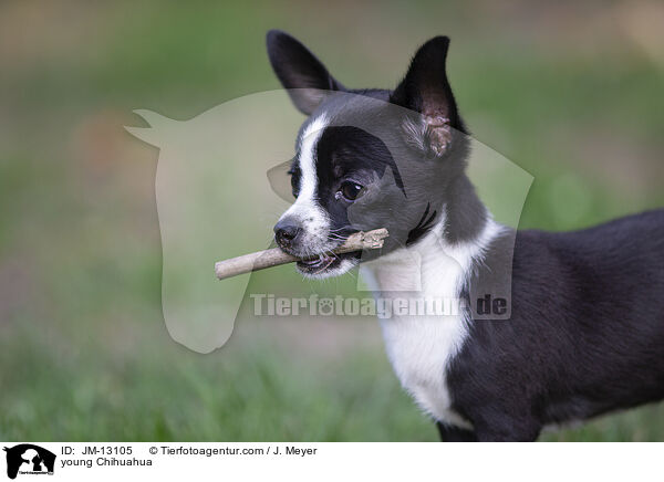 junger Chihuahua / young Chihuahua / JM-13105