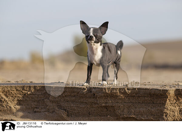 junger Chihuahua / young Chihuahua / JM-13116