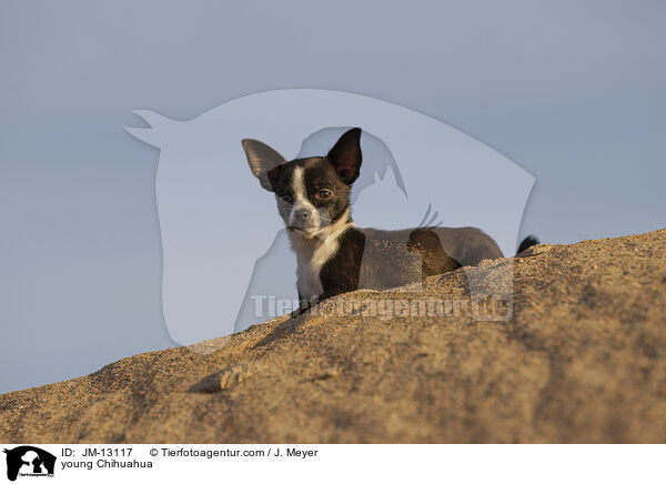 junger Chihuahua / young Chihuahua / JM-13117