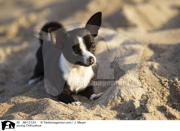 junger Chihuahua / young Chihuahua / JM-13124