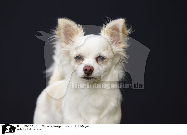 erwachsener Chihuahua / adult Chihuahua / JM-13130