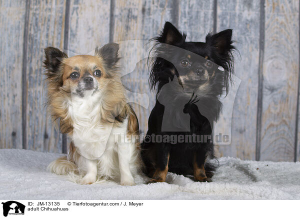 erwachsene Chihuahuas / adult Chihuahuas / JM-13135