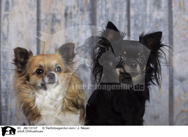 erwachsene Chihuahuas / adult Chihuahuas / JM-13137
