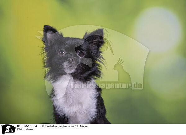 Chihuahua / Chihuahua / JM-13554