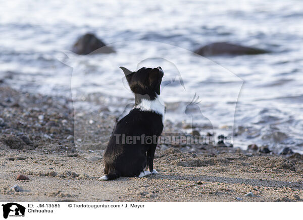 Chihuahua / Chihuahua / JM-13585