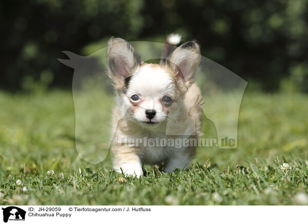 Chihuahua Welpe / Chihuahua Puppy / JH-29059