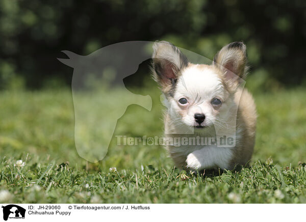 Chihuahua Welpe / Chihuahua Puppy / JH-29060