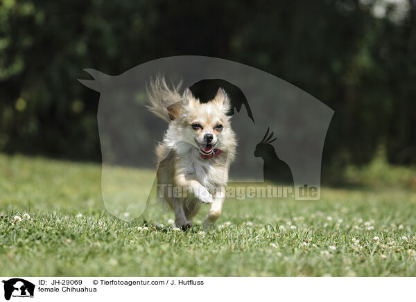 Chihuahua Hndin / female Chihuahua / JH-29069