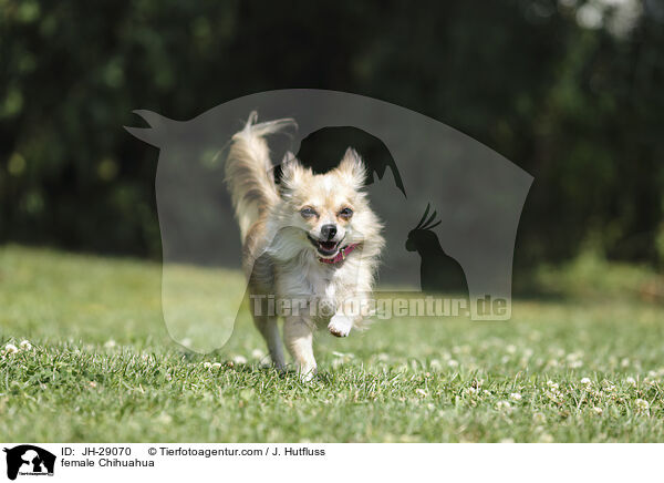 Chihuahua Hndin / female Chihuahua / JH-29070