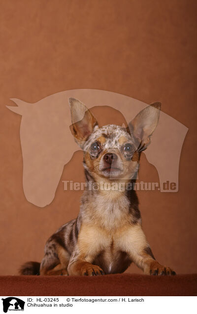 Chihuahua im Studio / Chihuahua in studio / HL-03245