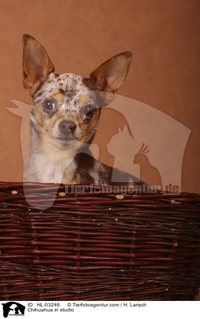 Chihuahua in studio / HL-03246