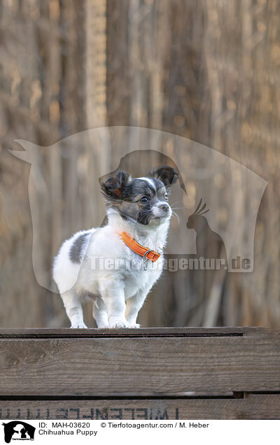 Chihuahua Puppy / MAH-03620