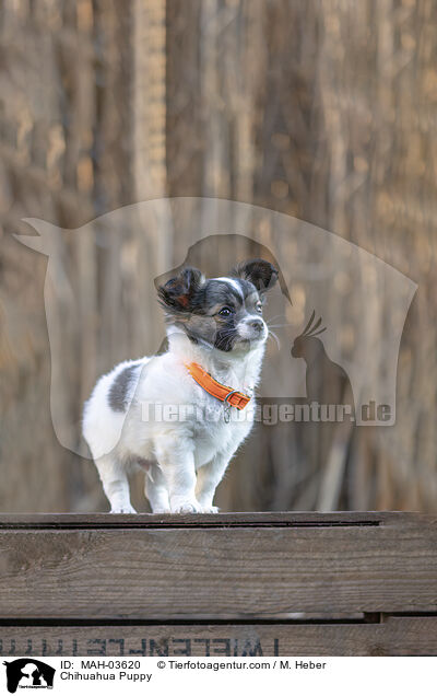 Chihuahua Welpe / Chihuahua Puppy / MAH-03620