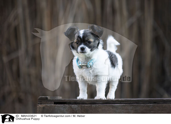 Chihuahua Welpe / Chihuahua Puppy / MAH-03621