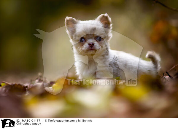 Chihuahua Welpe / Chihuahua puppy / MASC-01177