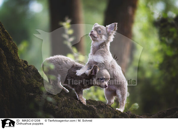 Chihuahua Welpen / Chihuahua puppies / MASC-01208