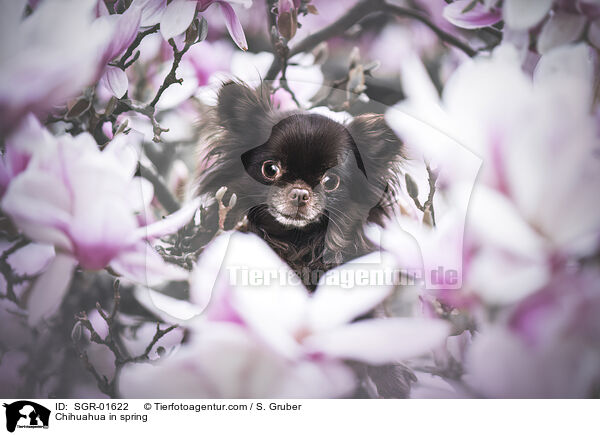 Chihuahua in spring / SGR-01622