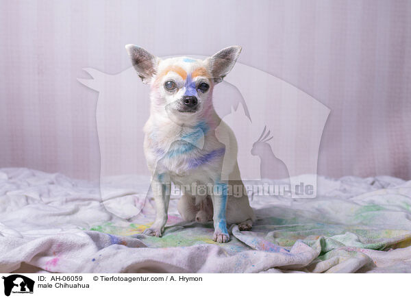 Chihuahua Rde / male Chihuahua / AH-06059