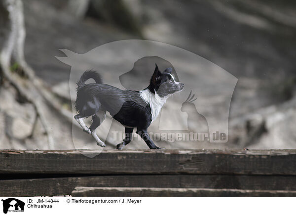 Chihuahua / Chihuahua / JM-14844